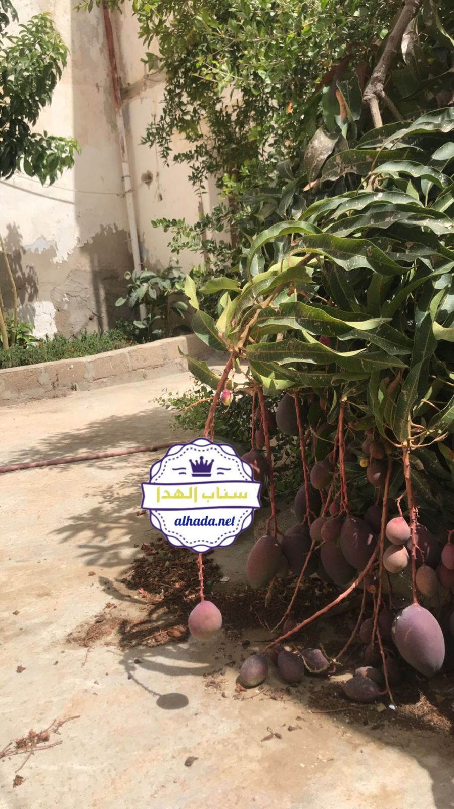منزل شعبي للايجار بالهدا