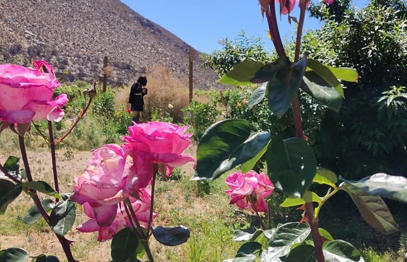 كالورد يعبقُ في الهدى في طلعةِ اليوم المطير