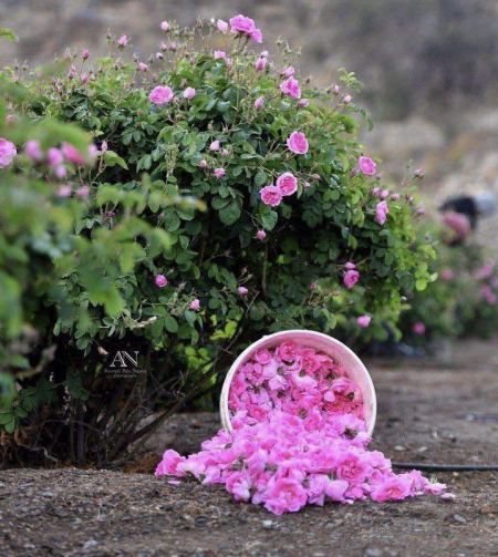 ورد الهدا.. عبير الطائف وسحر الطبيعة السعودية