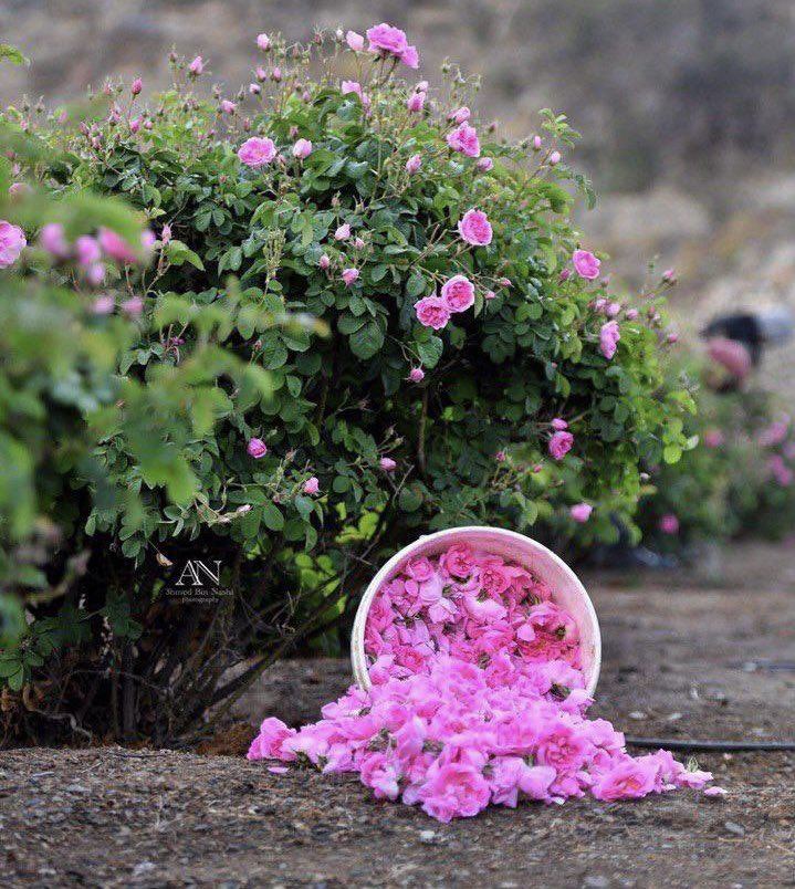 ورد الهدا.. عبير الطائف وسحر الطبيعة السعودية